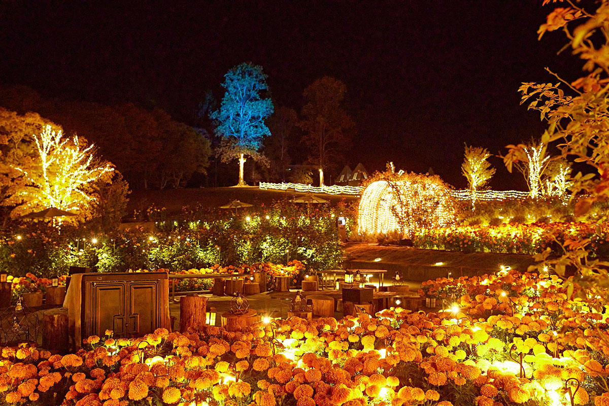 pic_flowerpark-Illumination202402.jpg