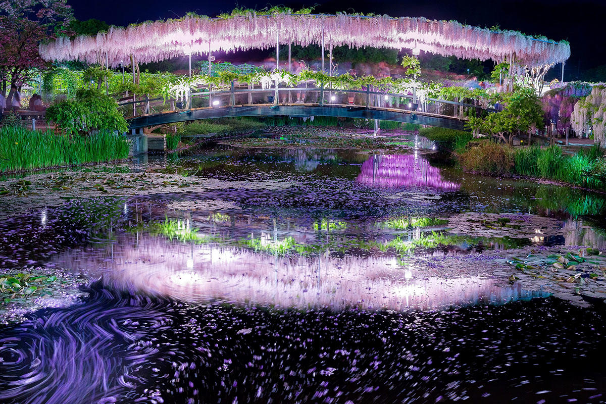 pic_ashikaga-flowerpark-fujinohana202602.jpg