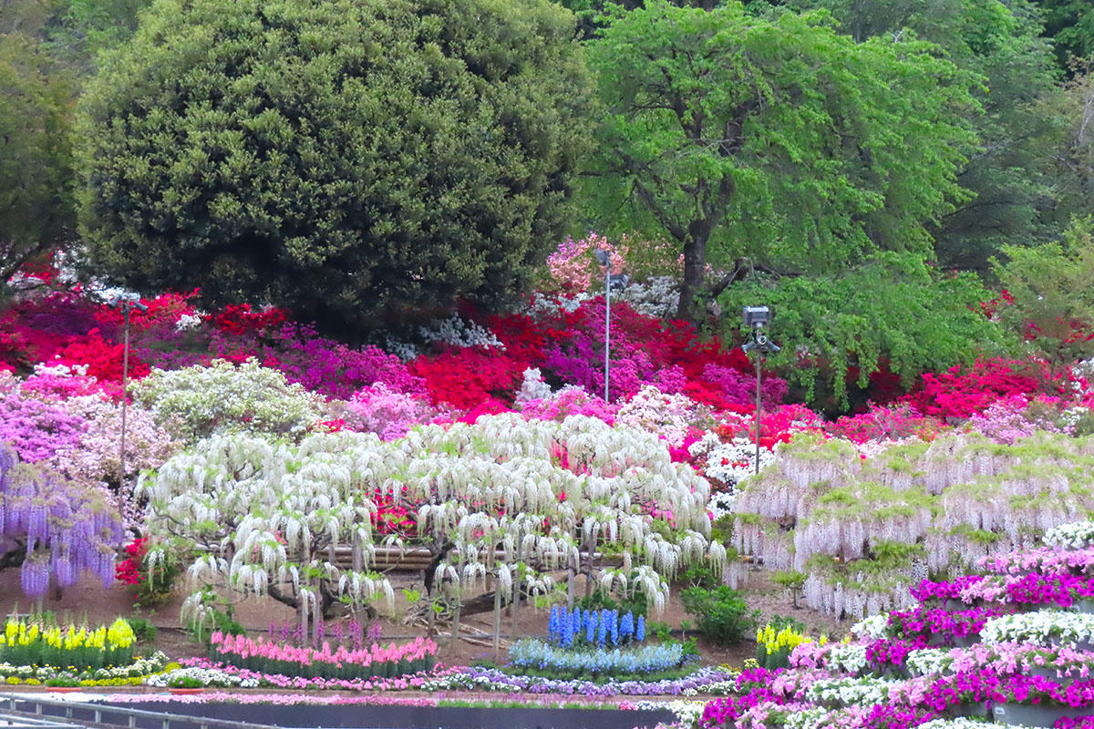 pic_ashikaga-flowerpark-fujinohana202607.jpg