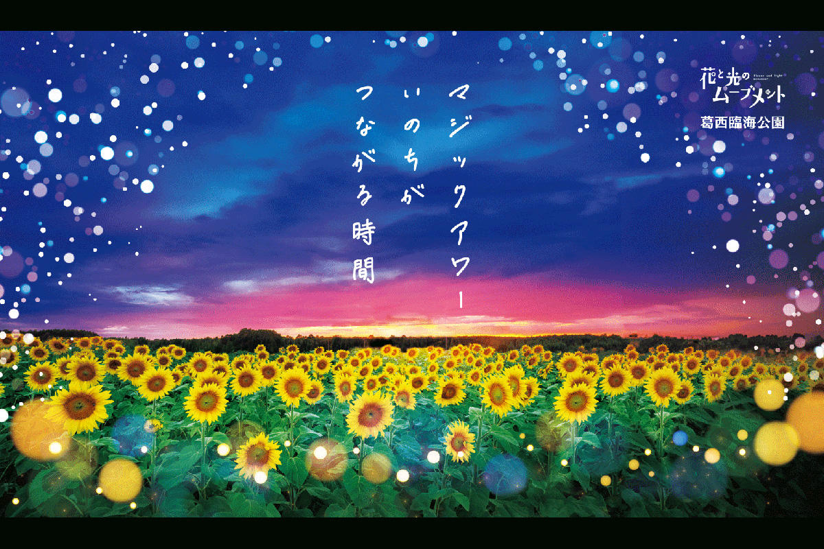 「花と光のムーブメント」葛西臨海公園でひまわり畑ライトアップ　マジックアワーいのちがつながる時間