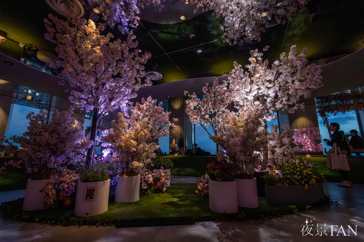 てんぼうパーク さくらまつり2026のてんぼうの丘。複数の桜の木が並びライトアップされている