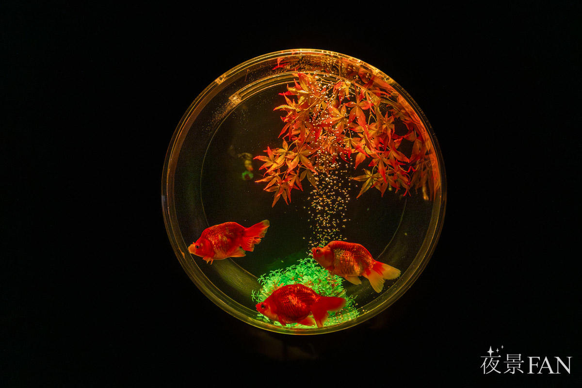 pic_artaquarium-autumn2025report16.jpg
