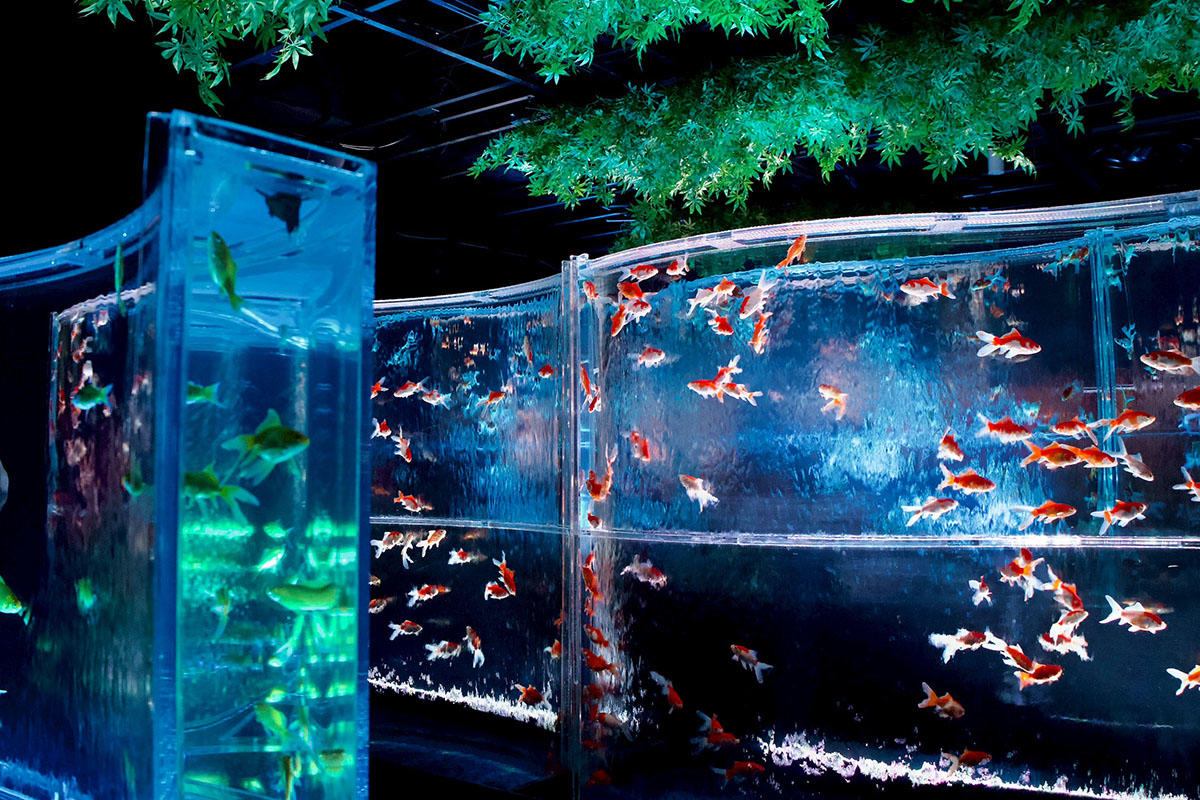 金魚の滝の作品解説パネル