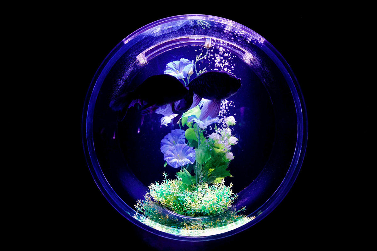 金魚蒐集の作品解説パネル