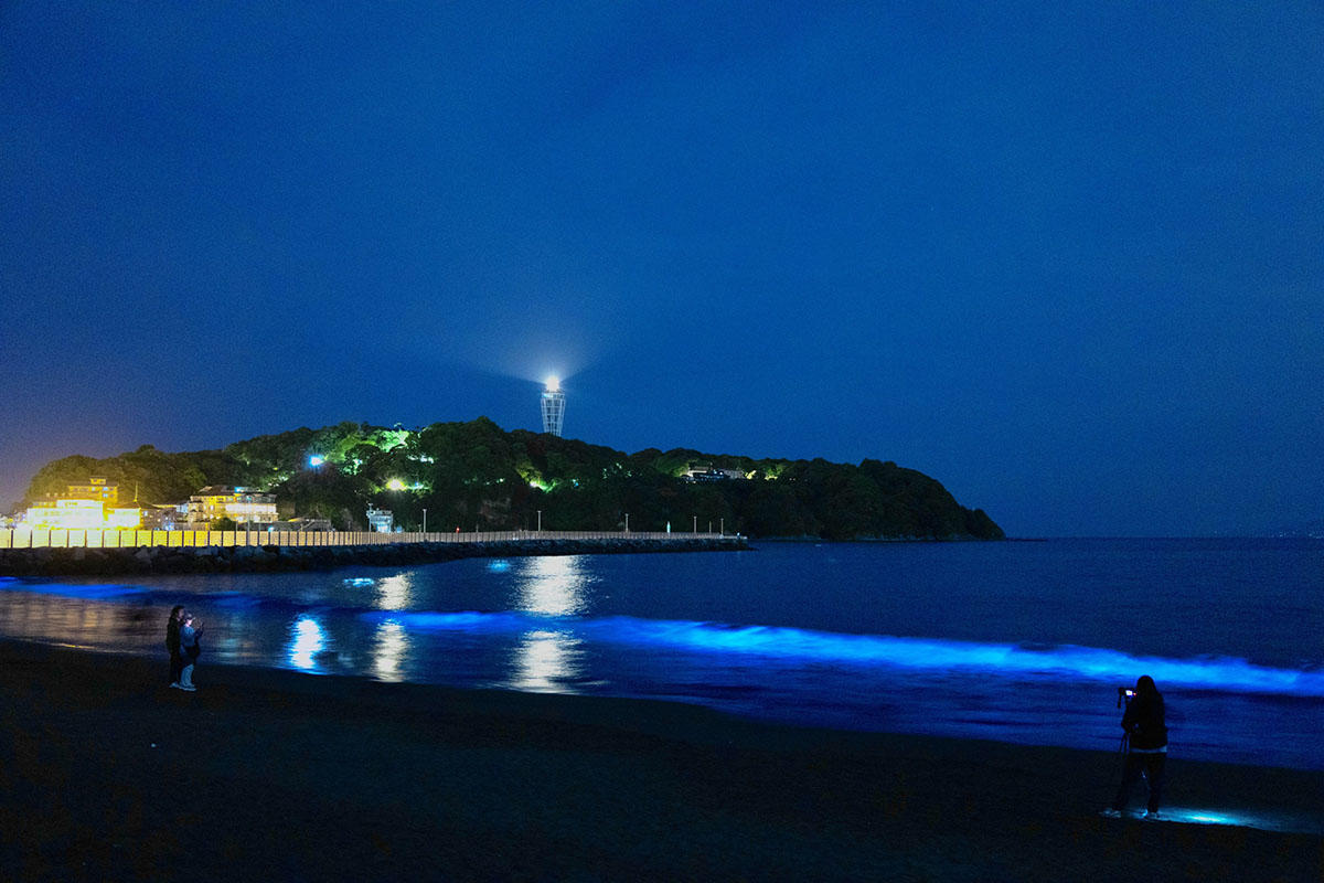 江の島・片瀬海岸西浜、鎌倉・由比ガ浜で夜光虫を取材 相模湾の波が青白く光る