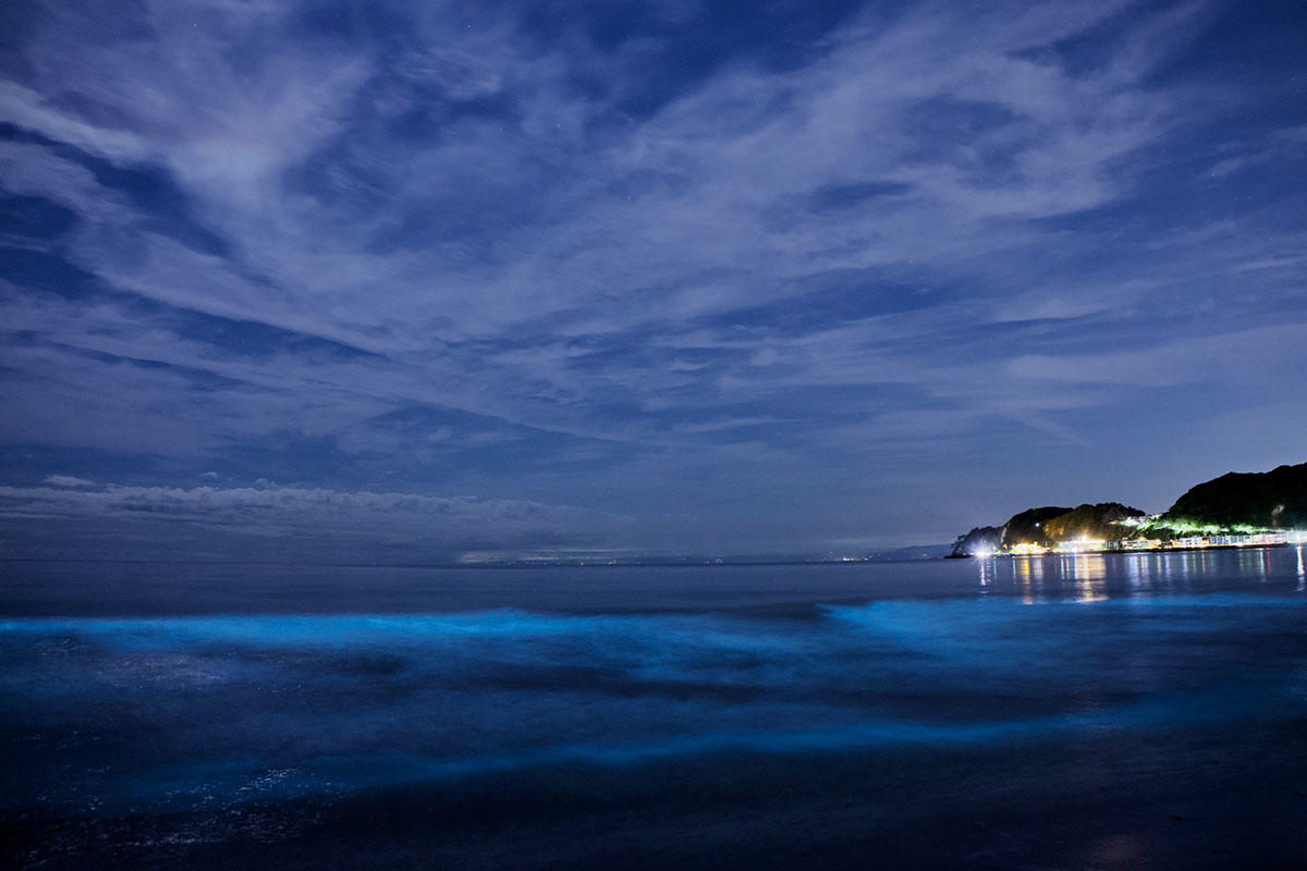 由比ガ浜の夜光虫。月明かりの下、青白く光る波と江ノ島の夜景