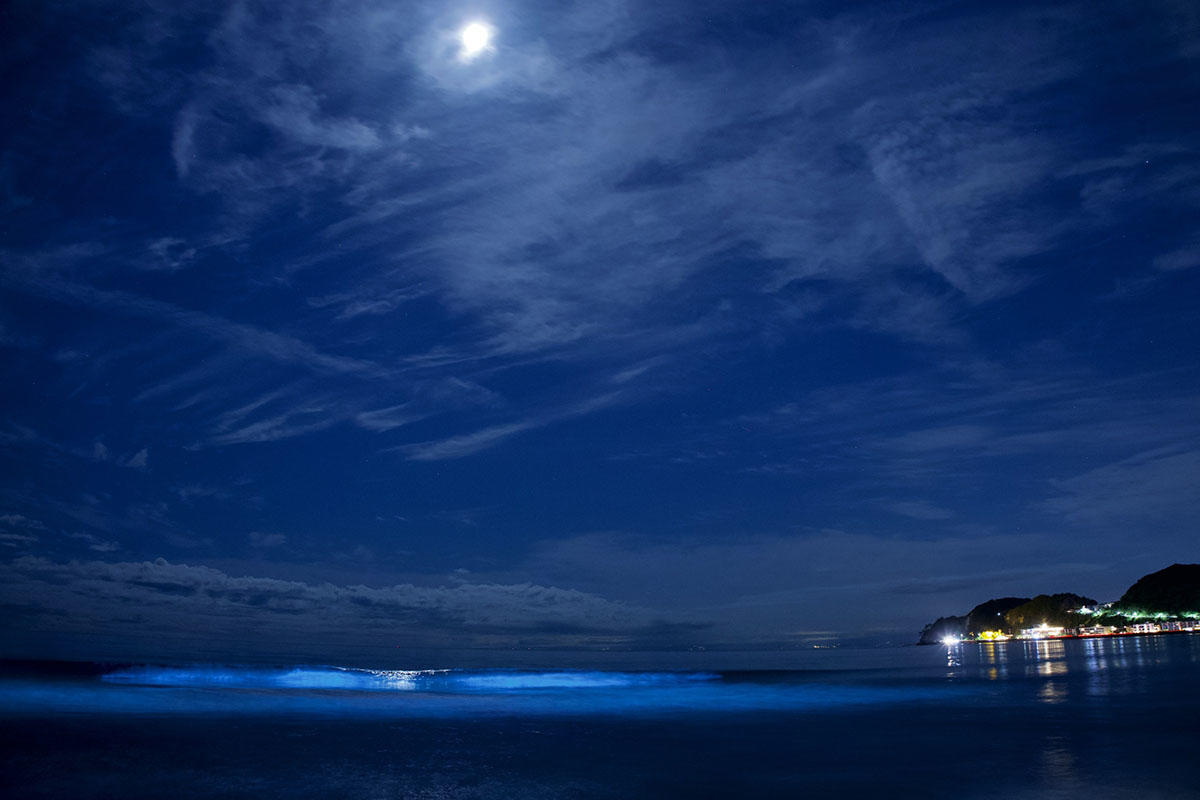 由比ガ浜の夜光虫。青白く光る波が続く浜辺の夜景