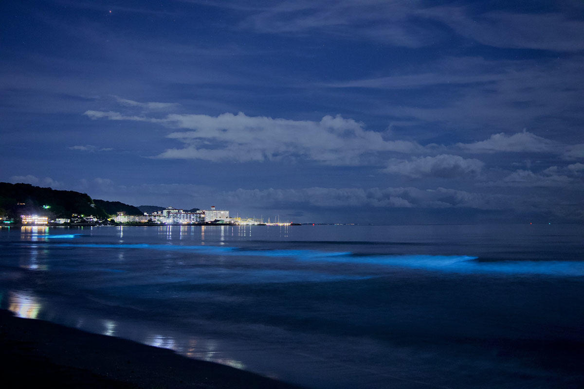 由比ガ浜の夜光虫と江ノ島の夜景。青い波と海岸線