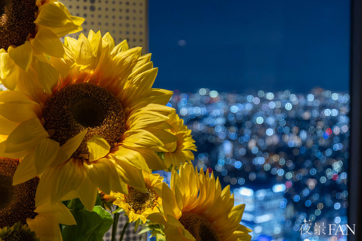 pic_sunshine60-tenbo-park-summer-night2026report13.jpg