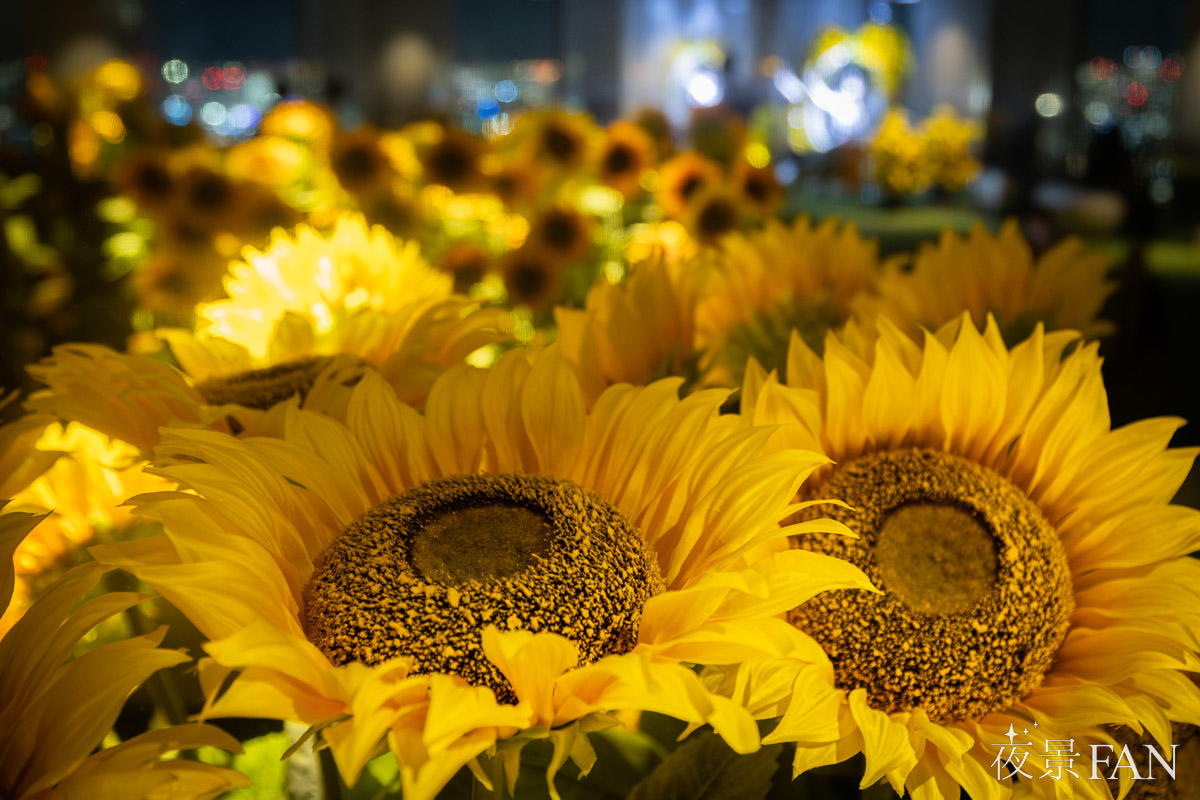 pic_sunshine60-tenbo-park-summer-night2026report14.jpg