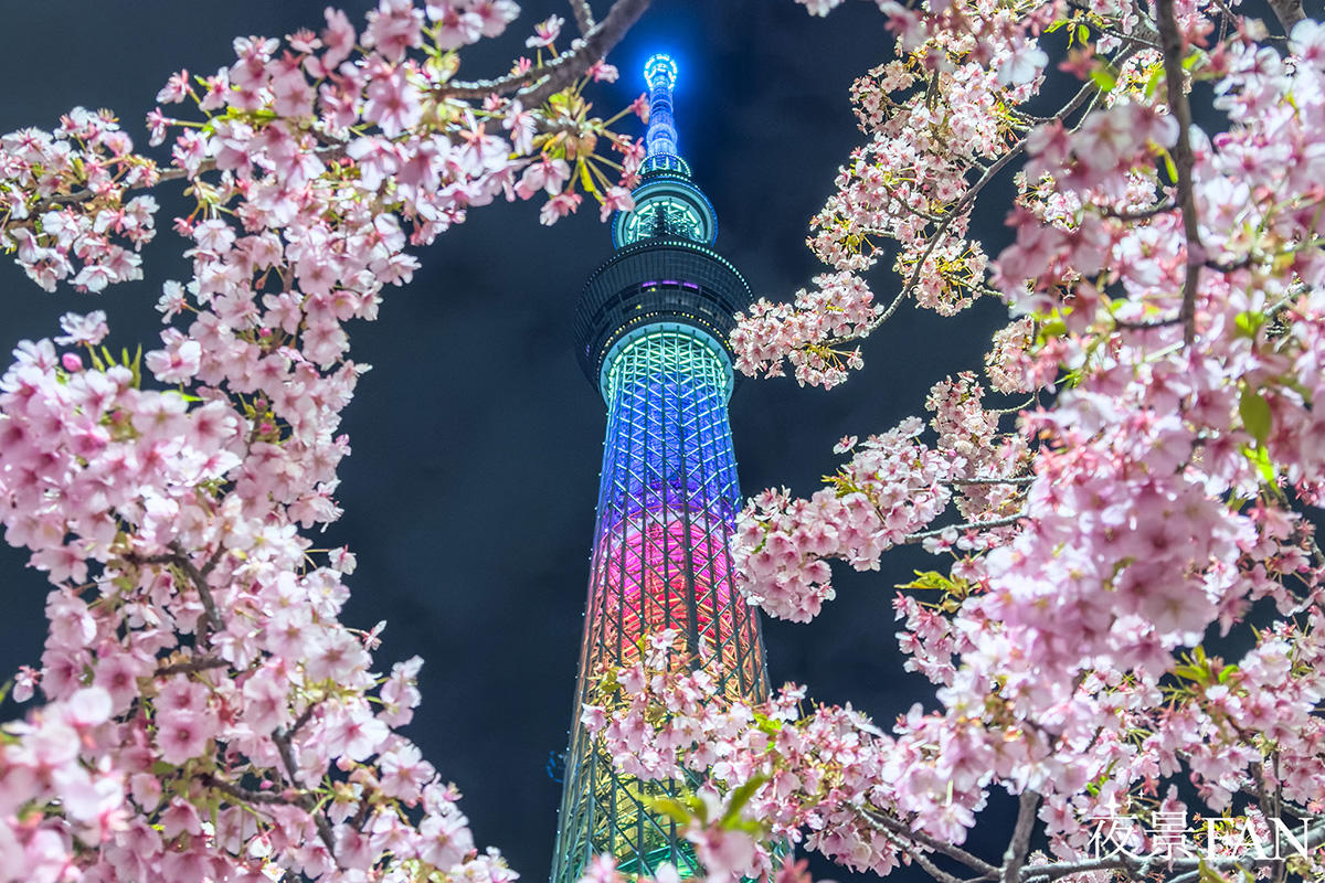 桜で東京スカイツリーを囲んだ作例