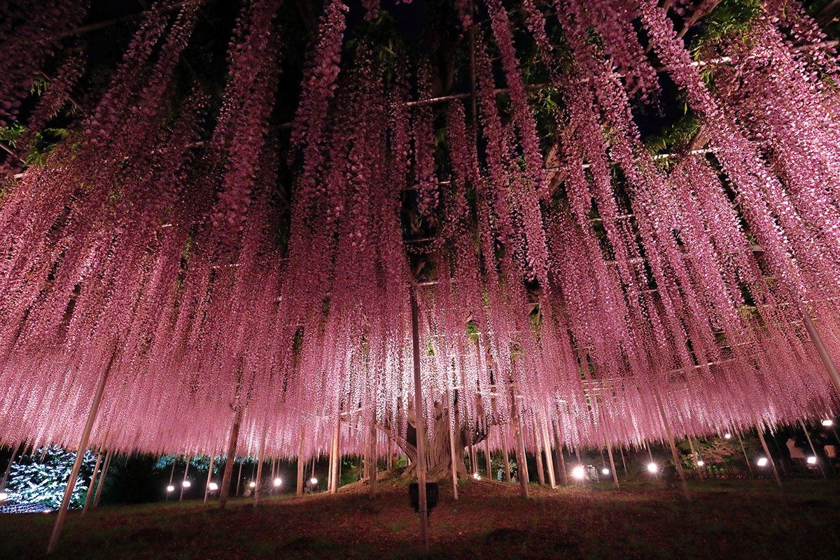 pic_ashikaga-flowerpark-fujinohana202204.jpg