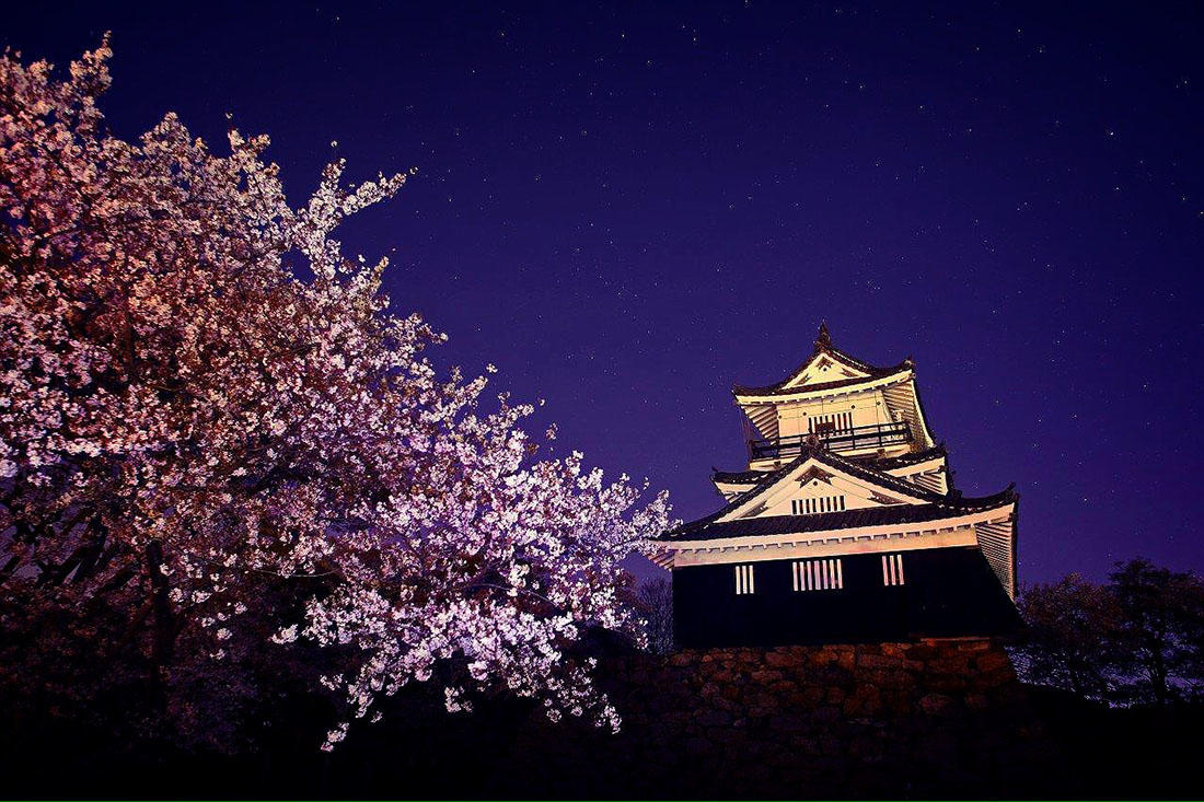 浜松城公園のお花見イベント さ く らweeks 天守閣と桜のライトアップの見事な共演 夜景fanマガジン