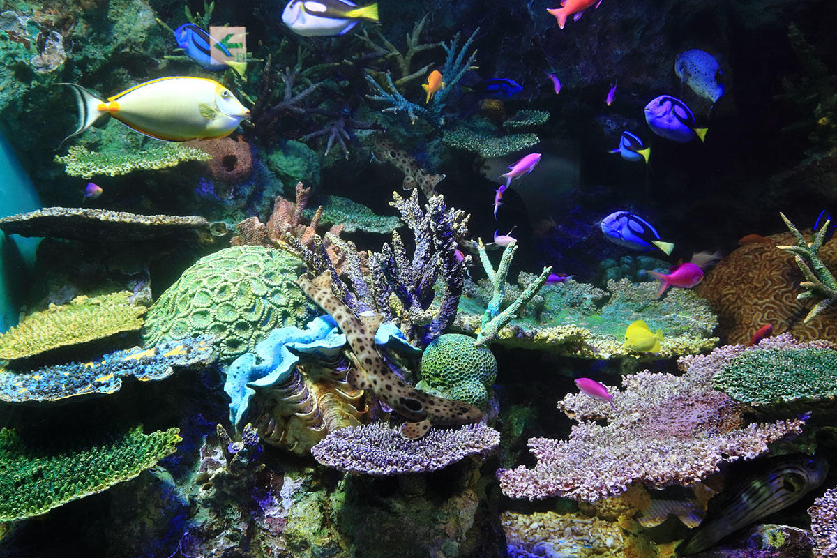 pic_sunshinecity-aquarium02.jpg