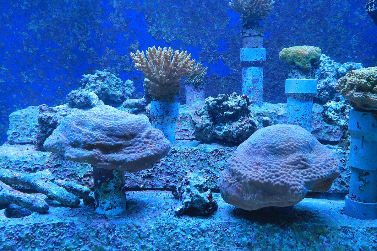 pic_sunshinecity-aquarium09.jpg