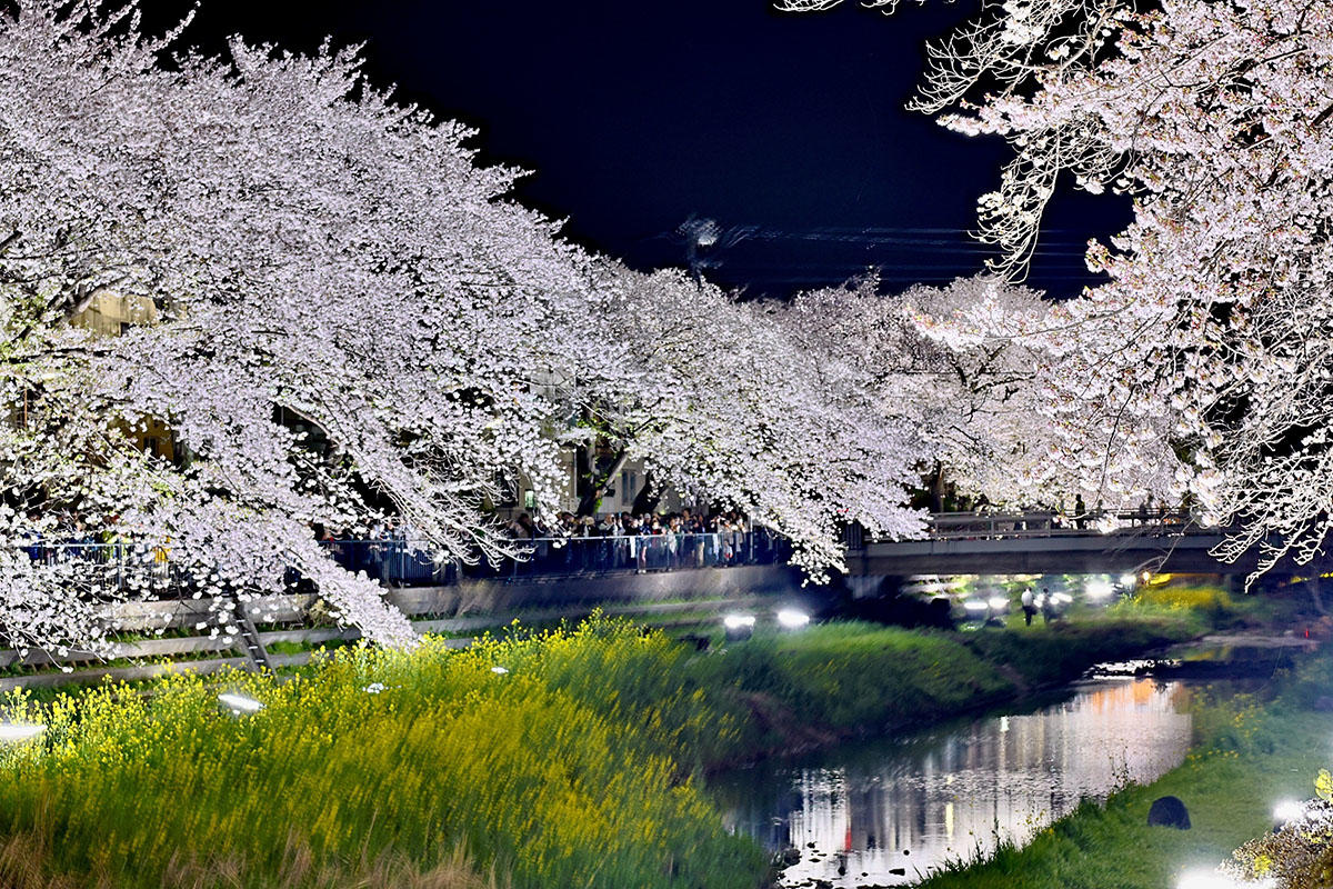 調布で桜ライトアップ！一夜限りの幻想的な春を楽しむ