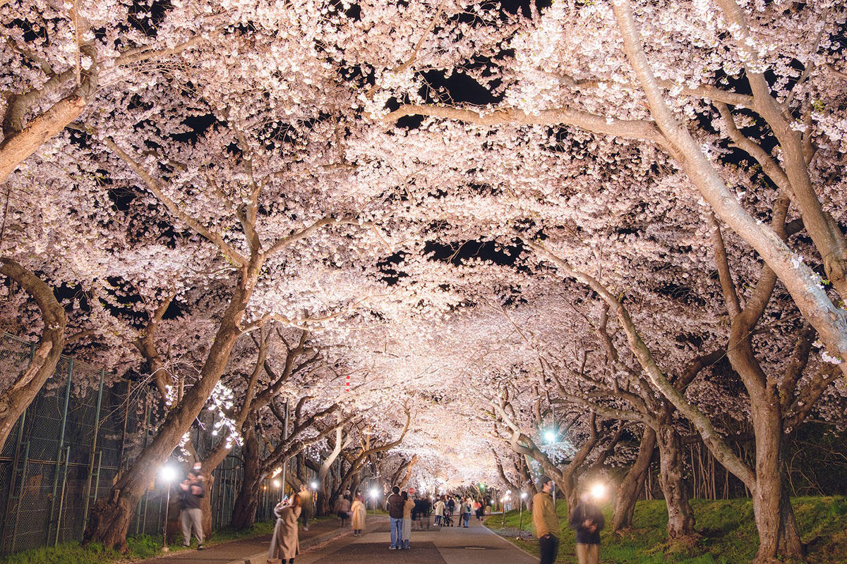 pic_hokuto-sakura-kairo202603.jpg