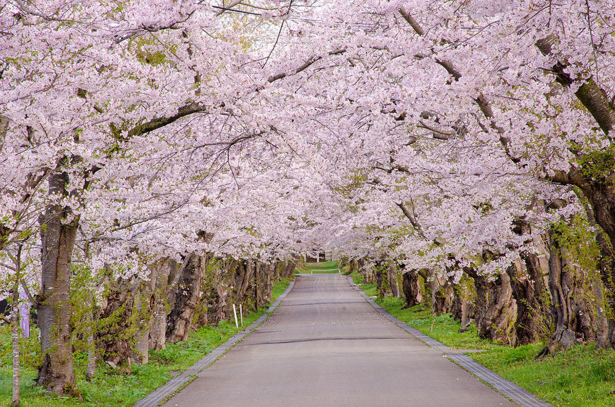 pic_hokuto-sakura-kairo202604.jpg