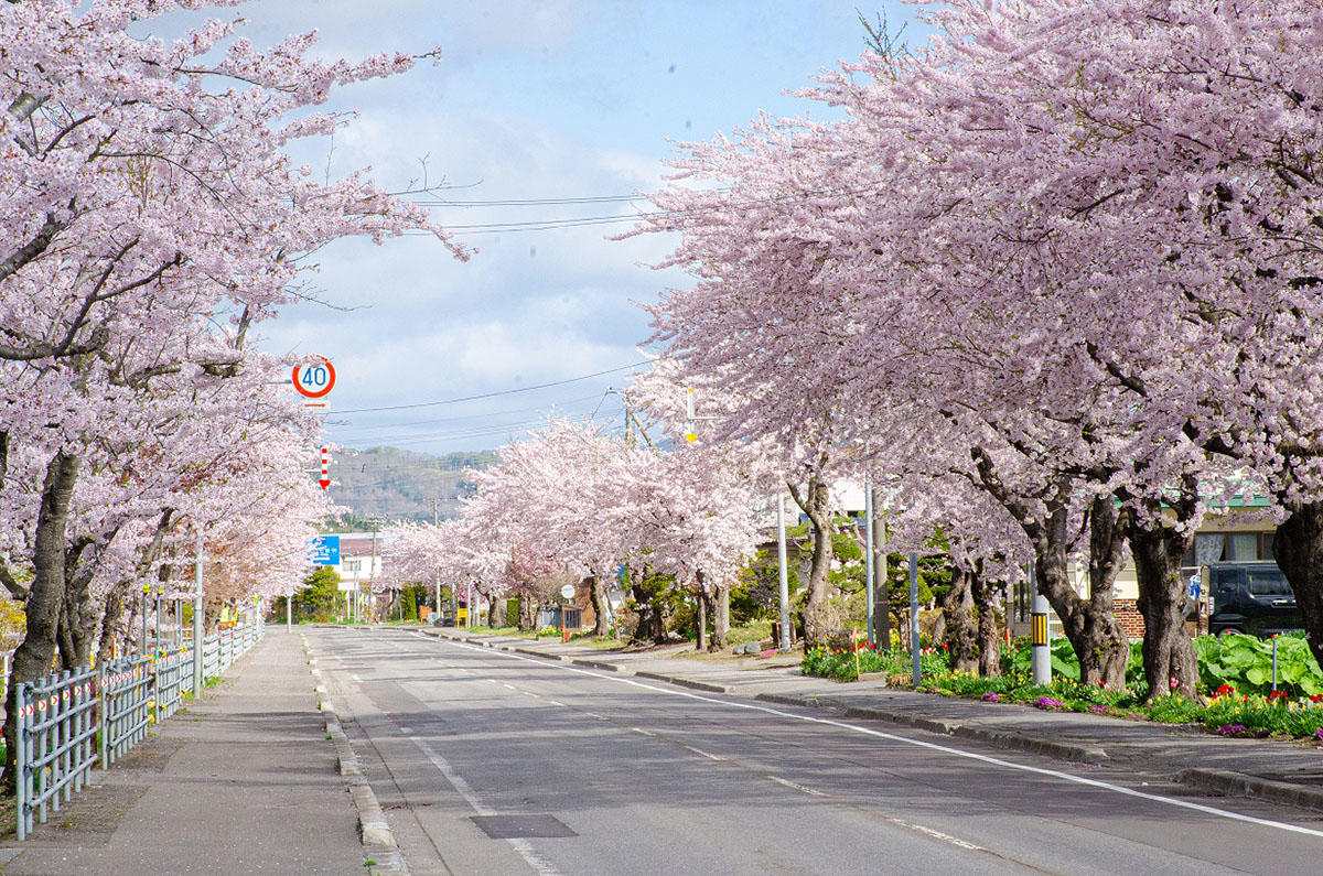 pic_hokuto-sakura-kairo202605.jpg