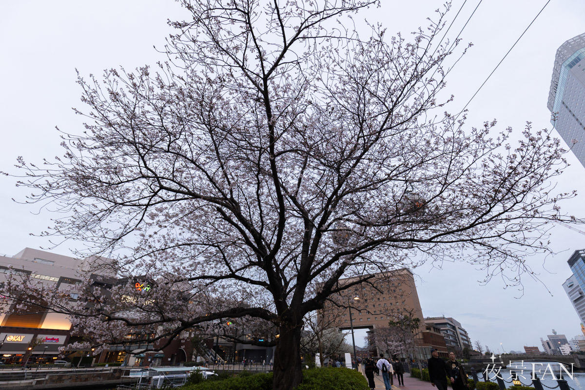 pic_kisyamichi-sakura202603.jpg