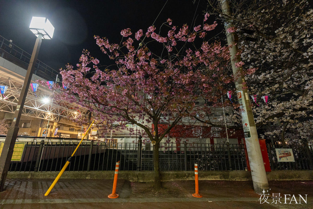 pic_ookagawa-gumyoji-sakura-report2026030301.jpg