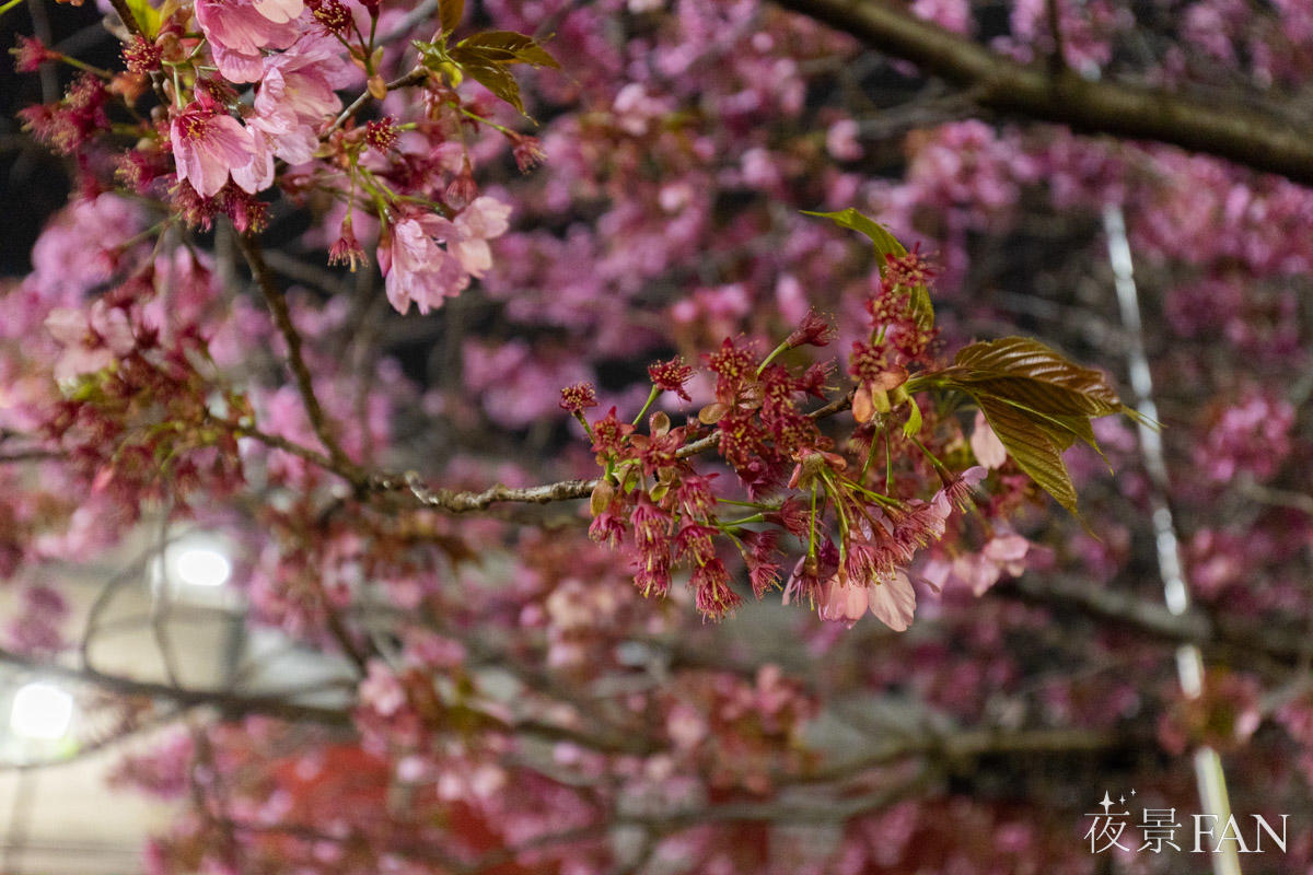 pic_ookagawa-gumyoji-sakura-report2026030302.jpg
