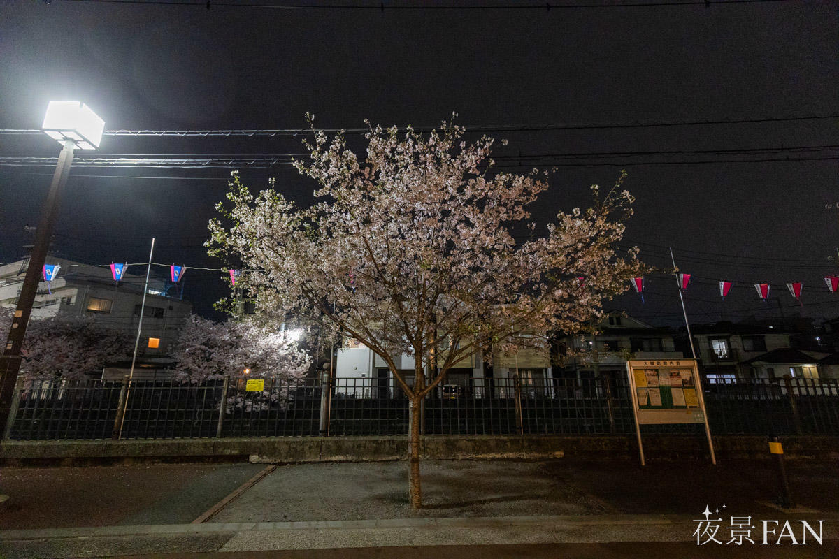 pic_ookagawa-gumyoji-sakura-report2026030303.jpg