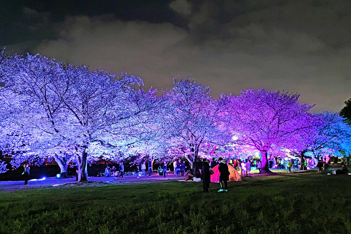 桜（夜桜・桜のライトアップ）記事の一覧 | 夜景FANマガジン